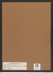 Triceratium gallapagense Cleve (de-Toni-Nr.: Genus 140, Species 3899) Zeichnungen Sammlung Grunow Mappe 03928 (Herbarium_W_Grunow_drawings_Folder_03928)